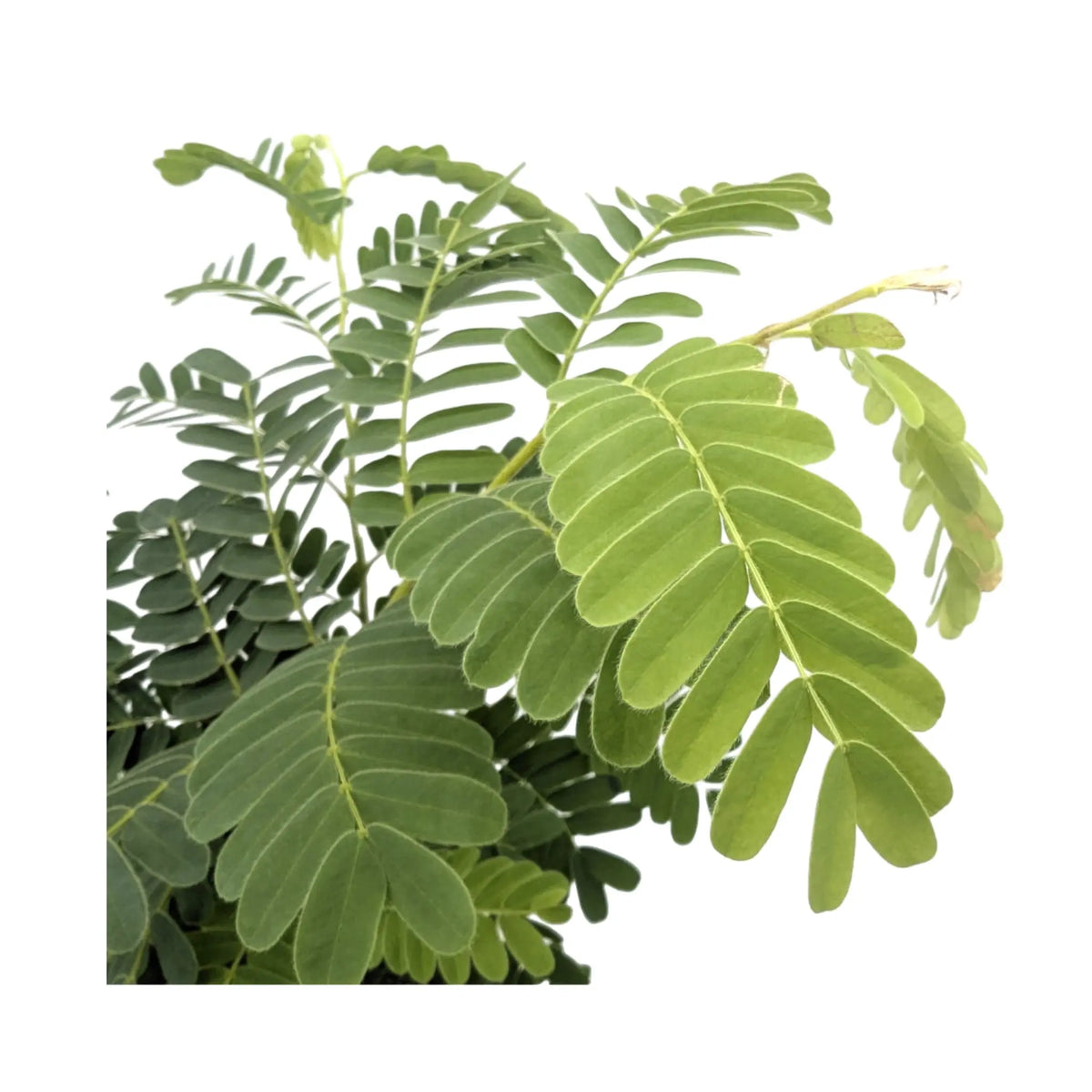 Tamarindus indica | Tamarind tree Leaf Culture