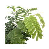 Tamarindus indica | Tamarind tree Leaf Culture