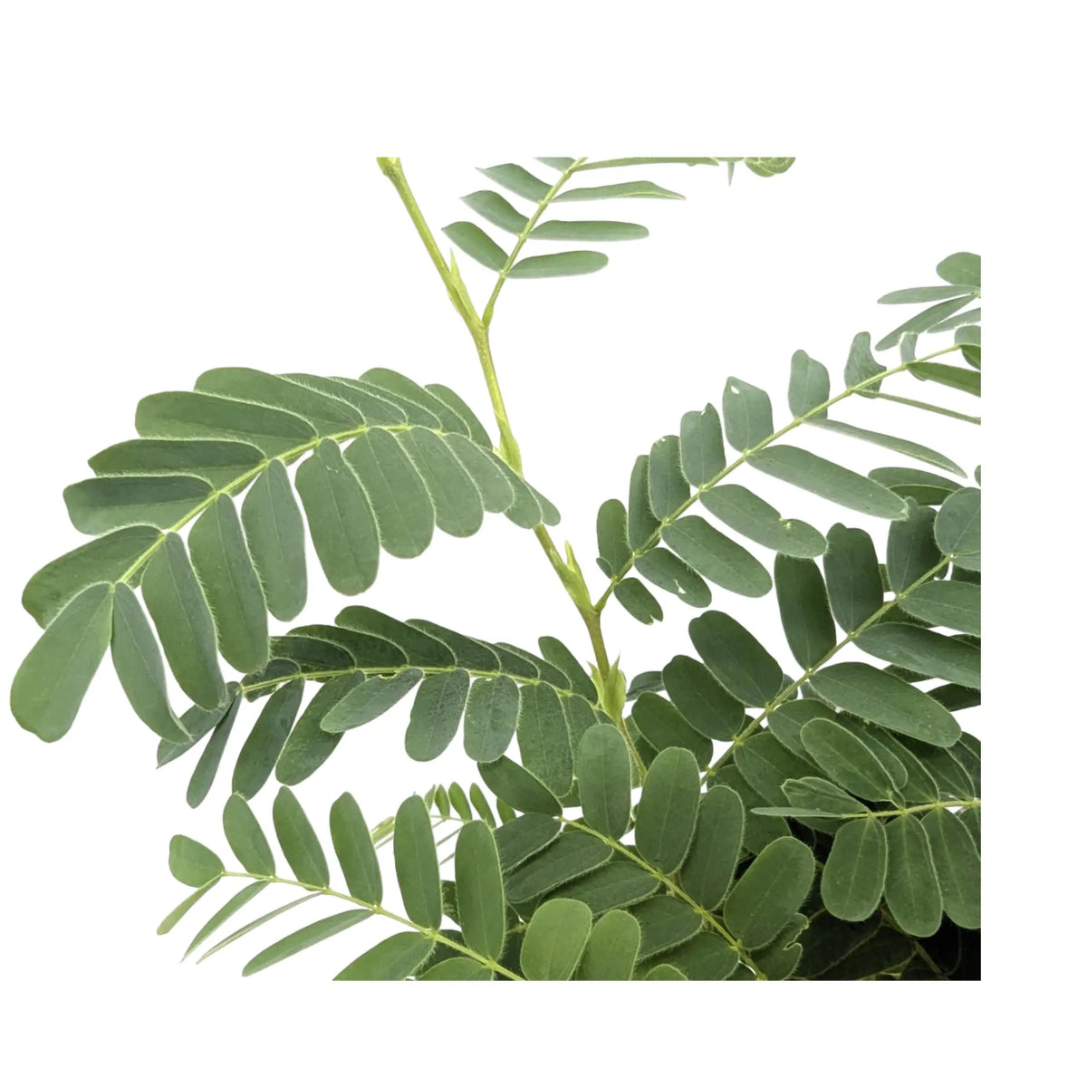 Tamarindus indica | Tamarind tree Leaf Culture