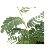 Tamarindus indica | Tamarind tree Leaf Culture