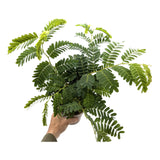 Tamarindus indica | Tamarind tree Leaf Culture