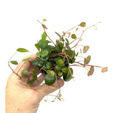 Peperomia Pepperspot Leaf Culture