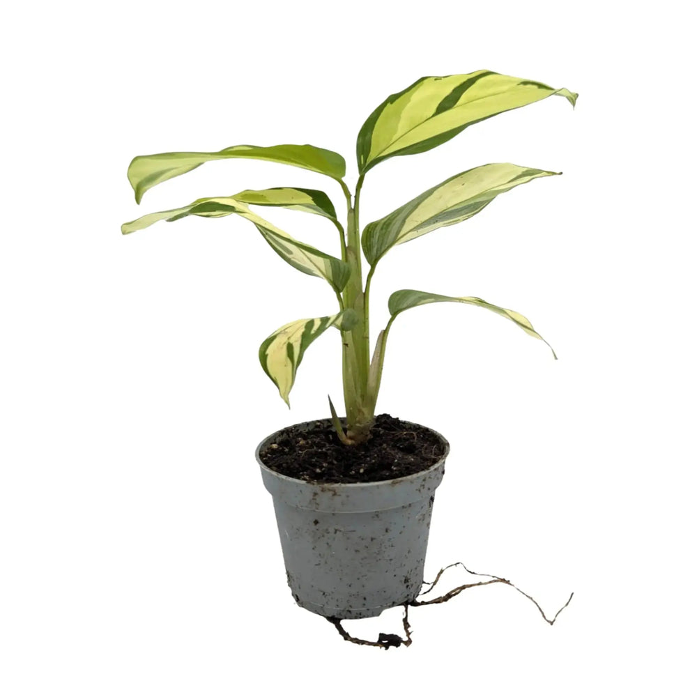 Ctenanthe Golden Mosaic_1_main