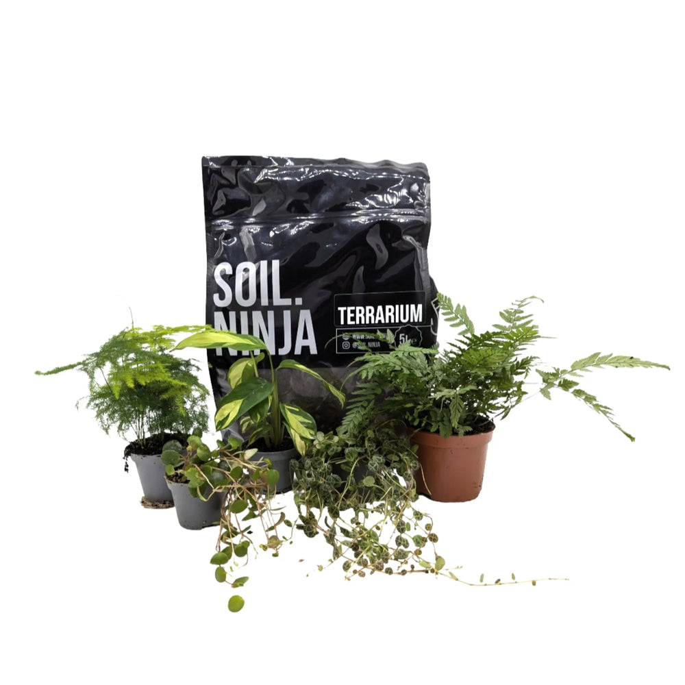 Terrarium Plant Bundle | Plants + Soil Kit - Complete Set - Leaf Culture_1_main