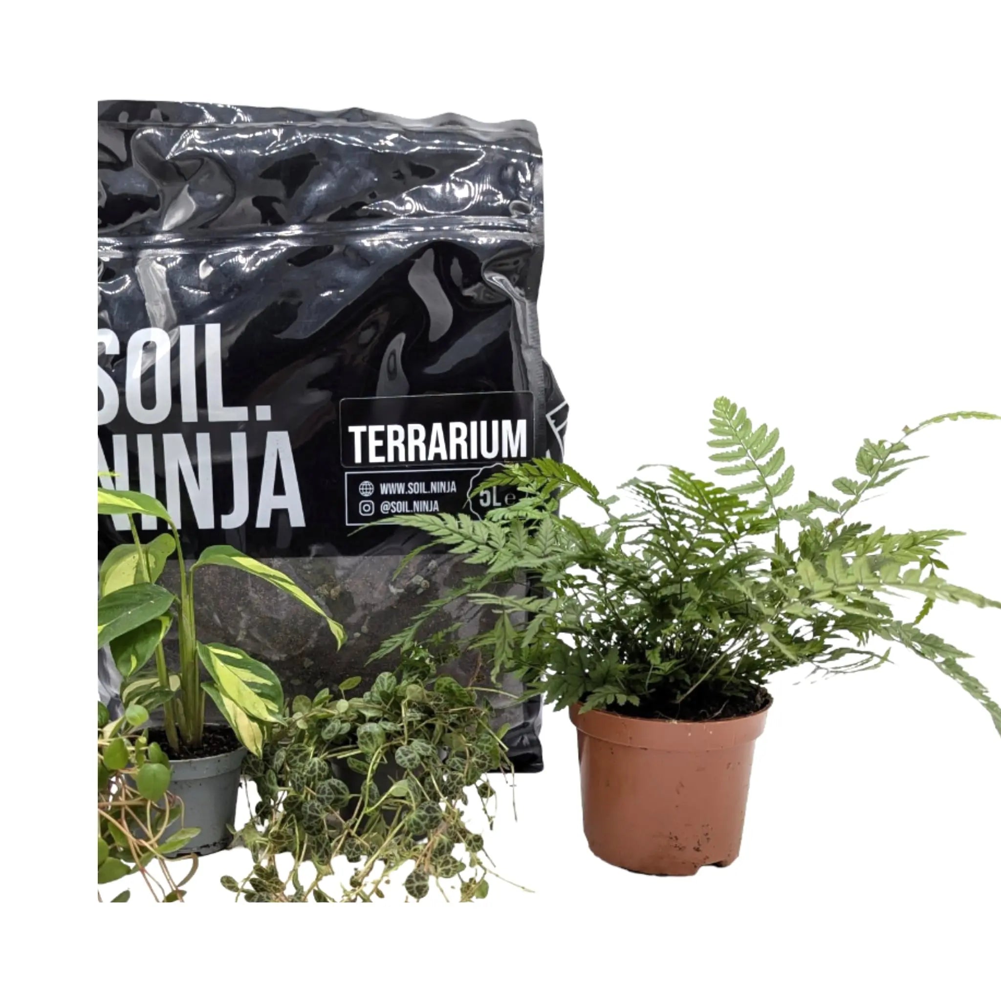 Terrarium Plant Bundle | Plants + Soil Kit - Complete Set - Leaf Culture