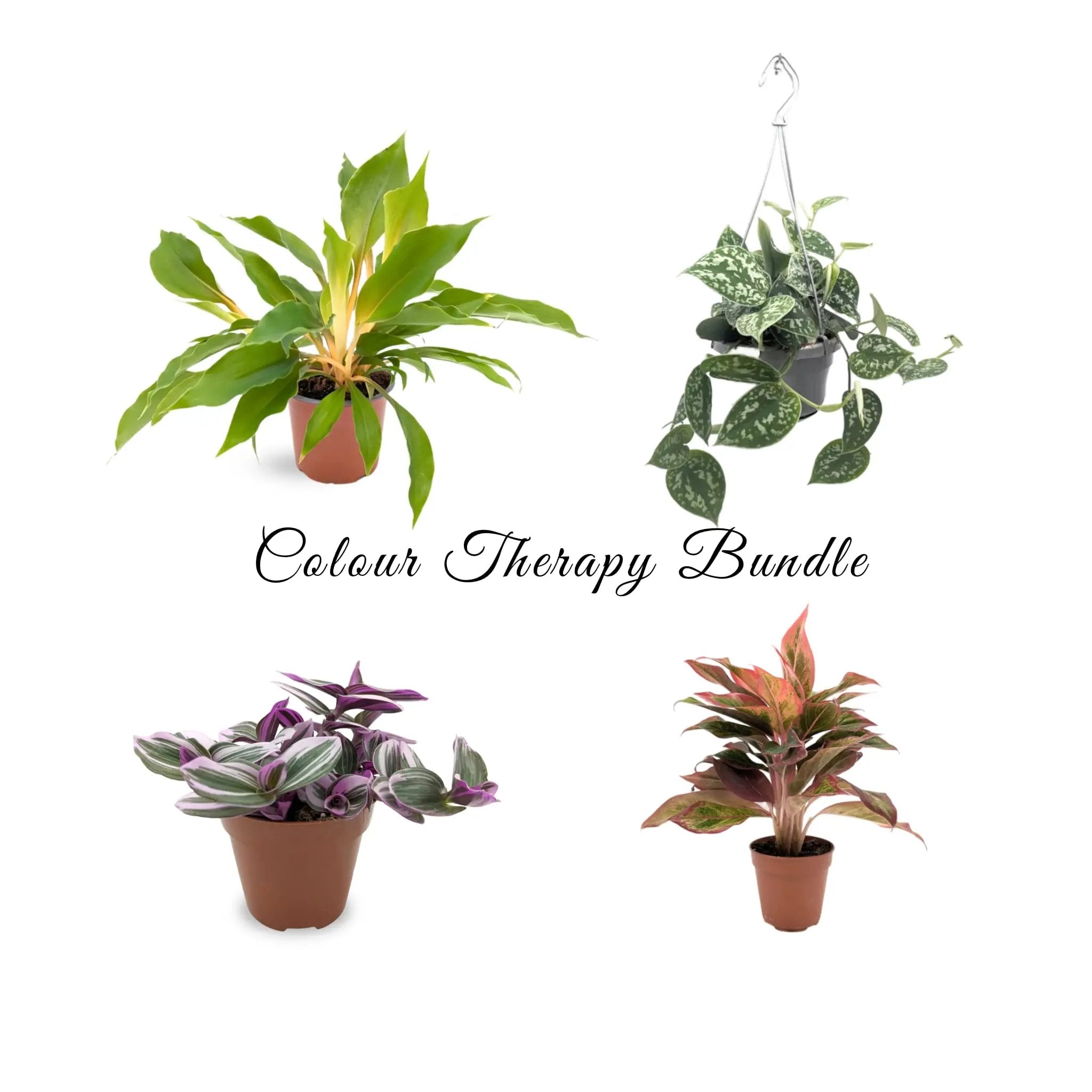 The Colour Therapy Houseplant Bundle Leaf Culture