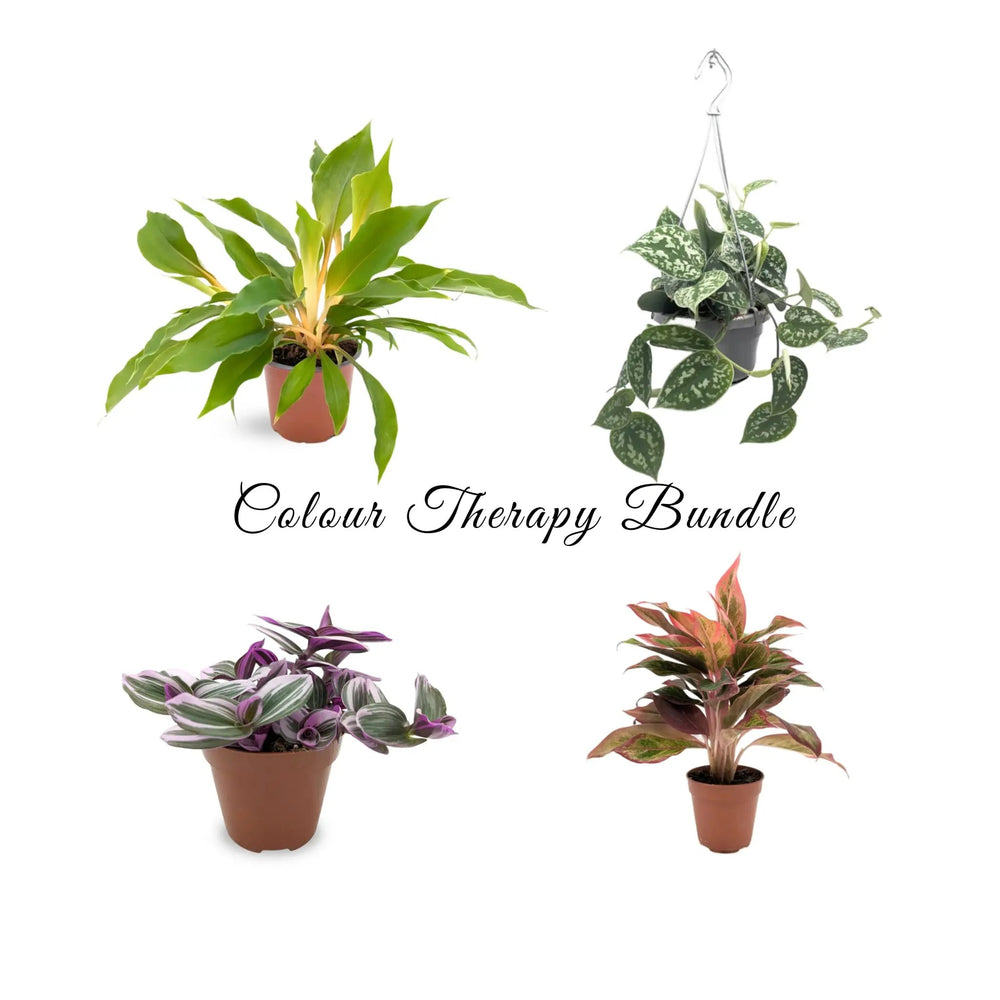 The Colour Therapy Houseplant Bundle_1_main