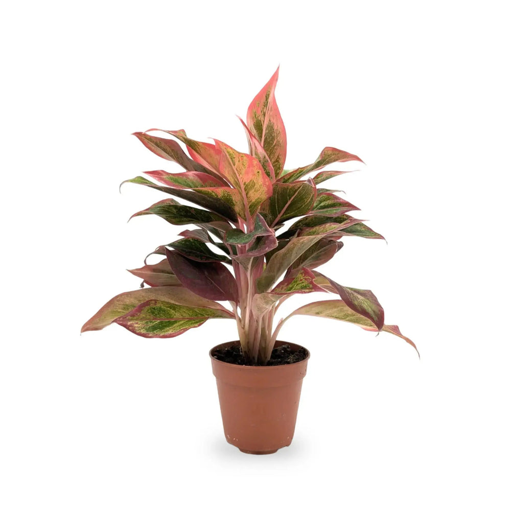 The Colour Therapy Houseplant Bundle_2_main