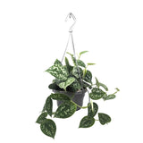 Scindapsus Pictus Argyraeus - Satin Pothos Hanging Plant Leaf Culture