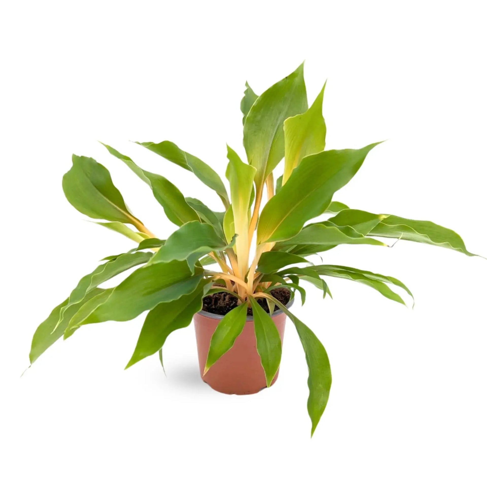 orange spider plant Chlorophytum Fire Flash