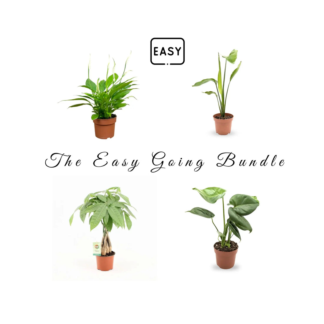 The Easy Going Bundle Leaf Culture