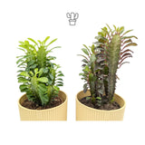 The Hands Off Bundle Leaf Culture