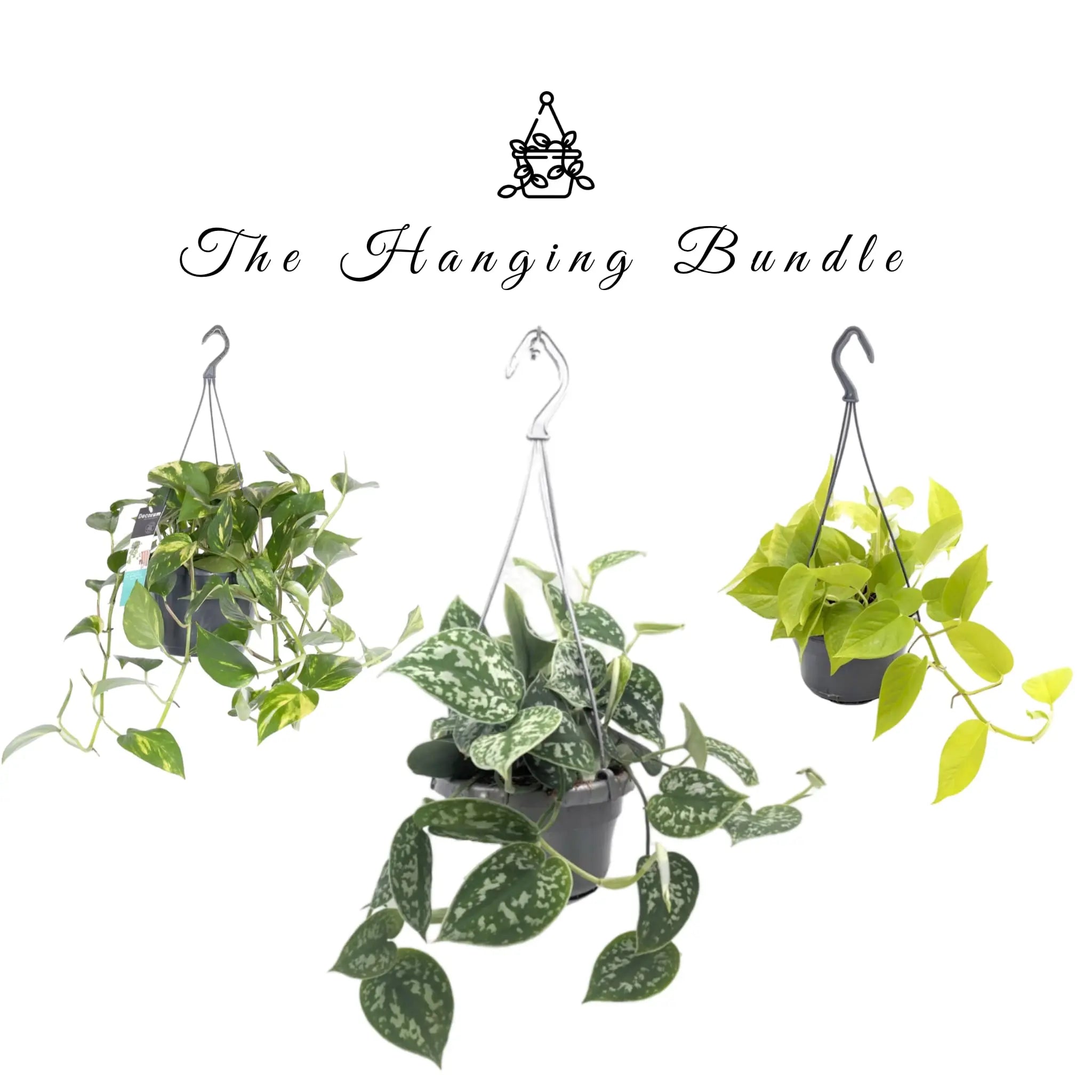 The Hanging Bundle Leaf Culture