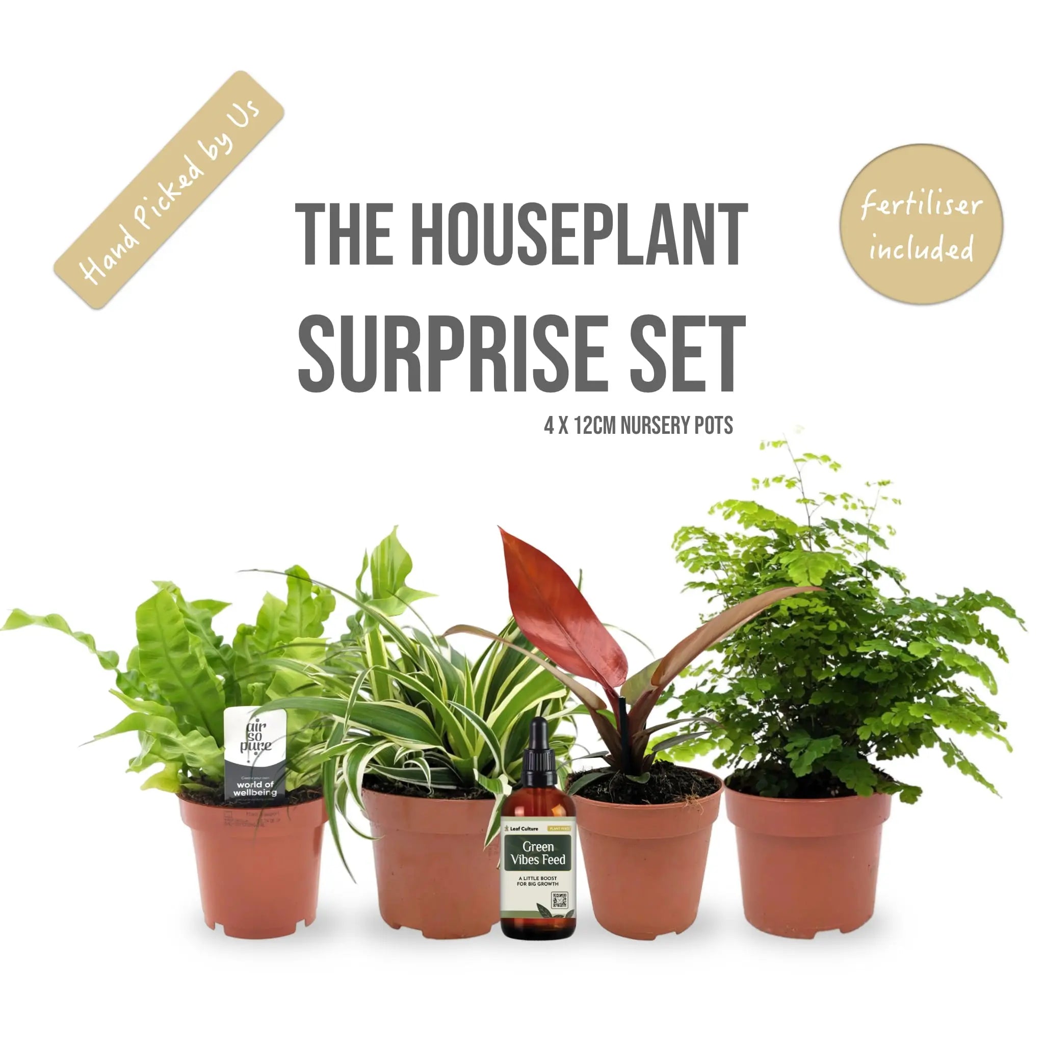 The Houseplant Surprise Set, 4 Plants + Free Fertiliser