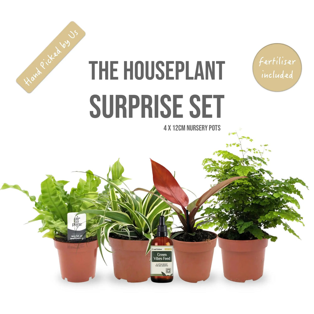 The Houseplant Surprise Set, 4 Plants + Free Fertiliser_1_main