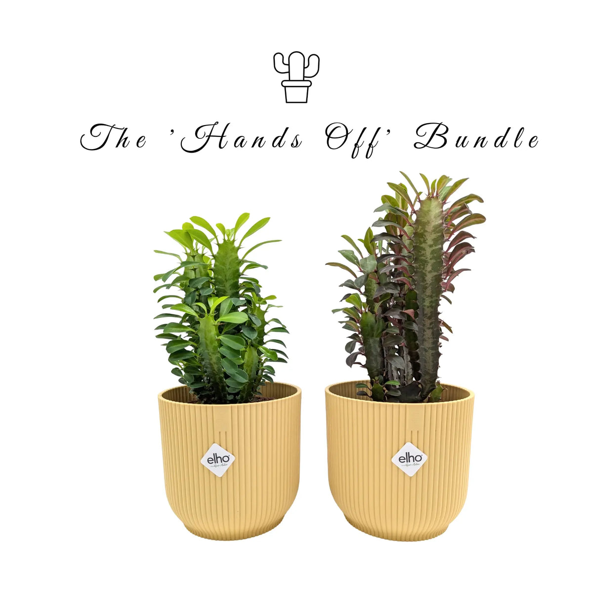 The Look But Don't Touch Bundle Leaf Culture