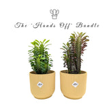 The Look But Don't Touch Bundle Leaf Culture