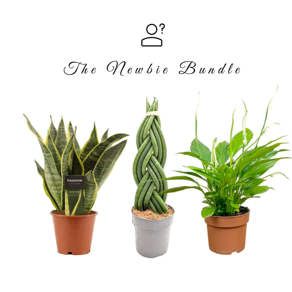 Newbie Bundle