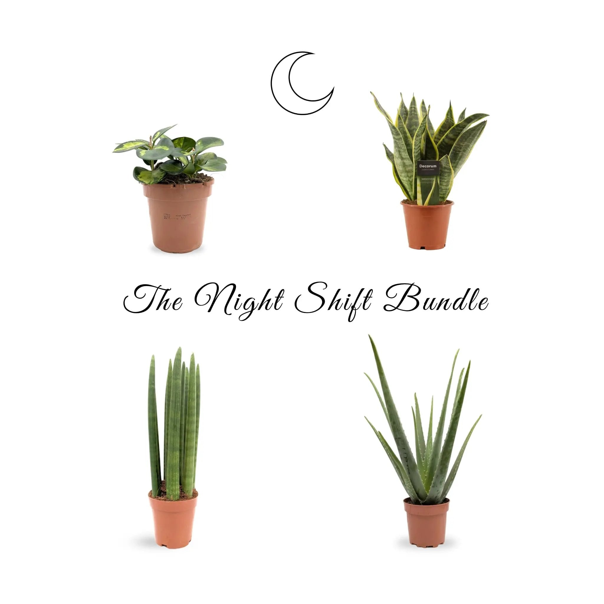 The Night Shift Houseplant Bundle Leaf Culture