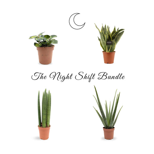 The Night Shift Houseplant Bundle Leaf Culture
