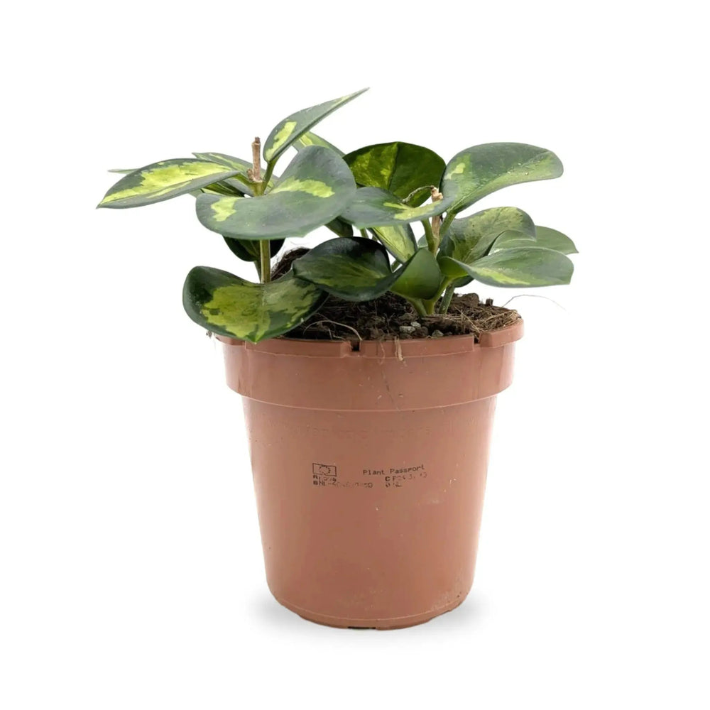 The Night Shift Houseplant Bundle_6_main