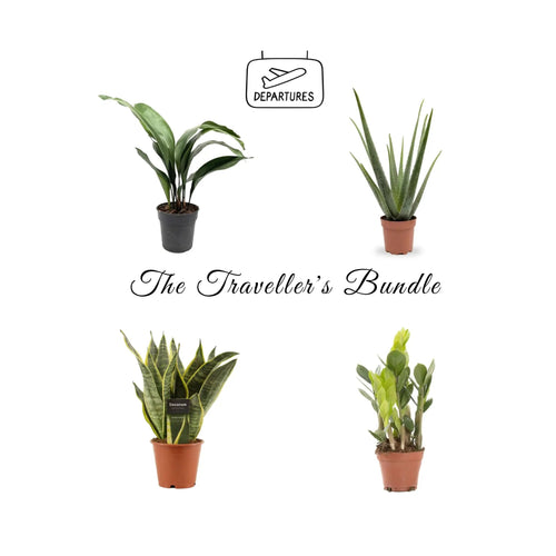 The Traveller’s Houseplant Bundle Leaf Culture