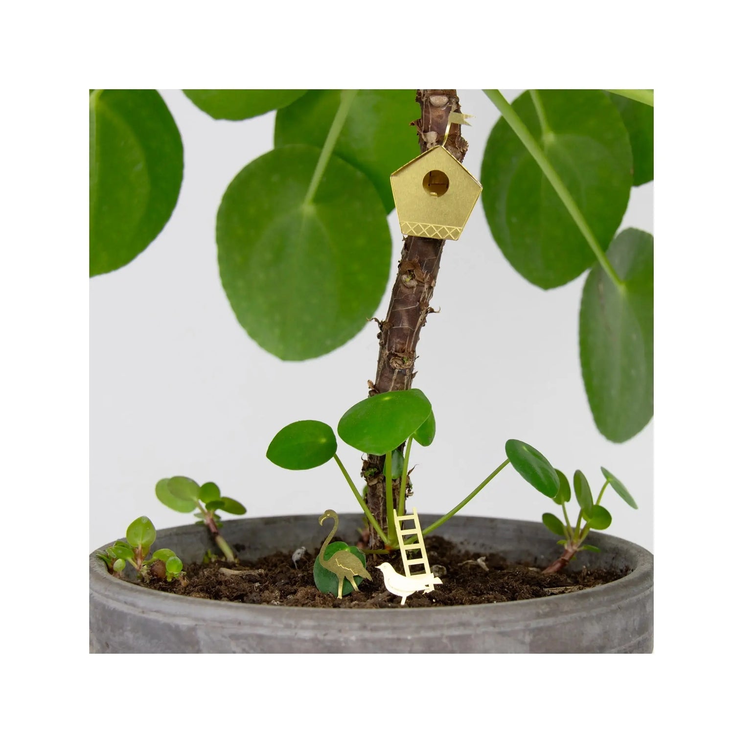 Tiny Birdhouse For Your Plants Botanopia