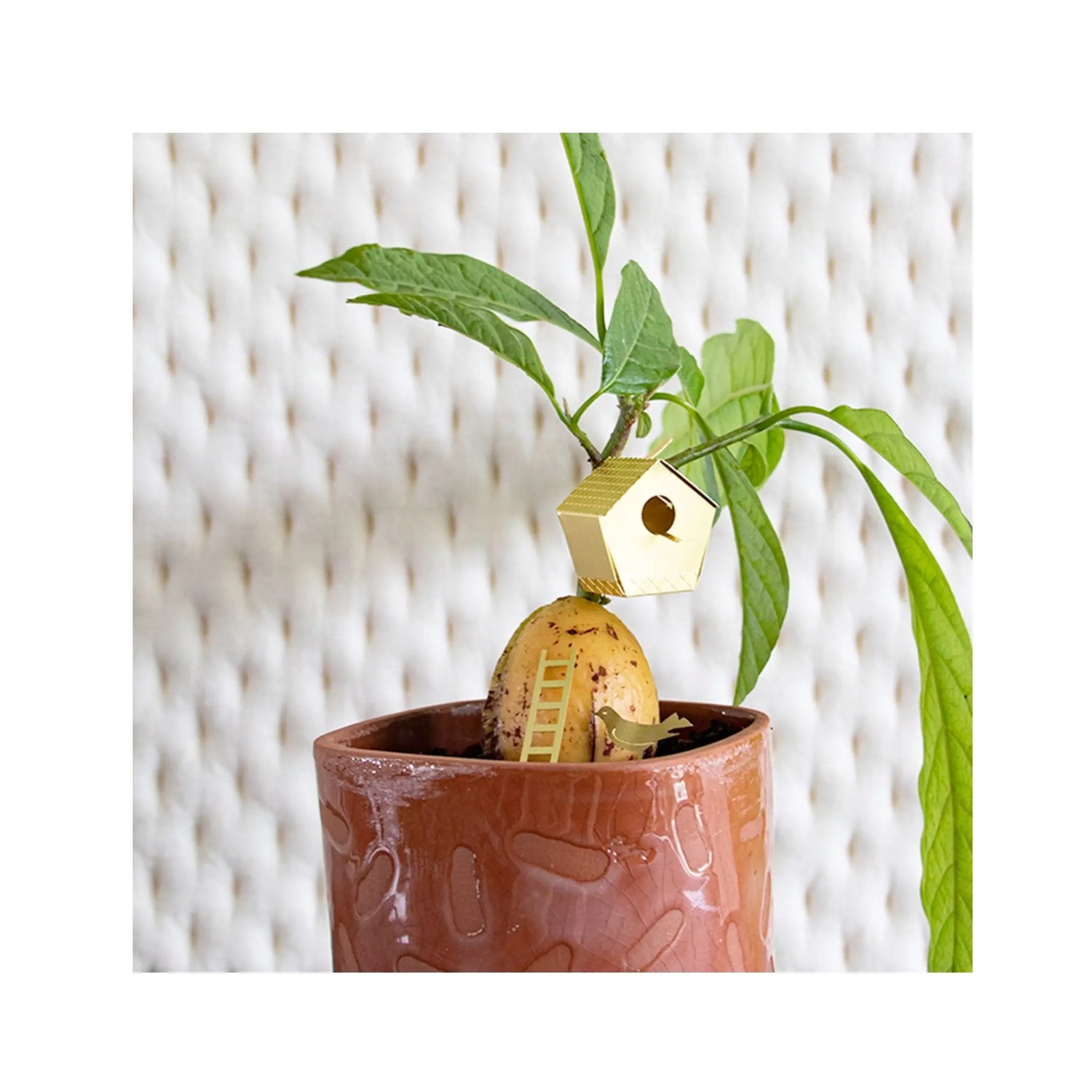 Tiny Birdhouse For Your Plants Botanopia