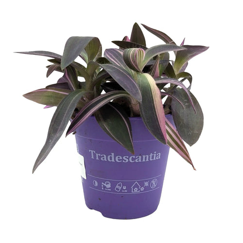 Tradescantia Purple Heart | Vibrant Purple Trailing Houseplant
