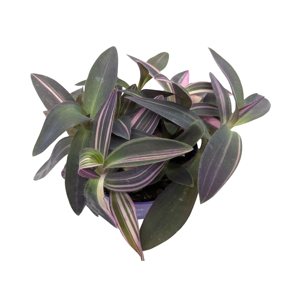 Tradescantia Purple Heart | Vibrant Purple Trailing Houseplant_2_main
