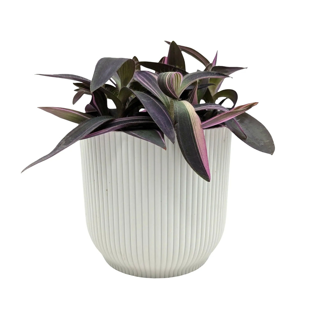 Tradescantia Purple Heart | Vibrant Purple Trailing Houseplant_3_main