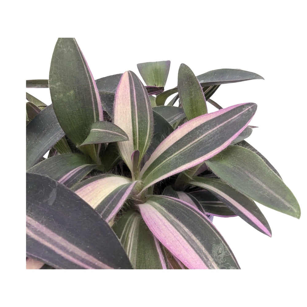 Tradescantia Purple Heart | Vibrant Purple Trailing Houseplant_4_main