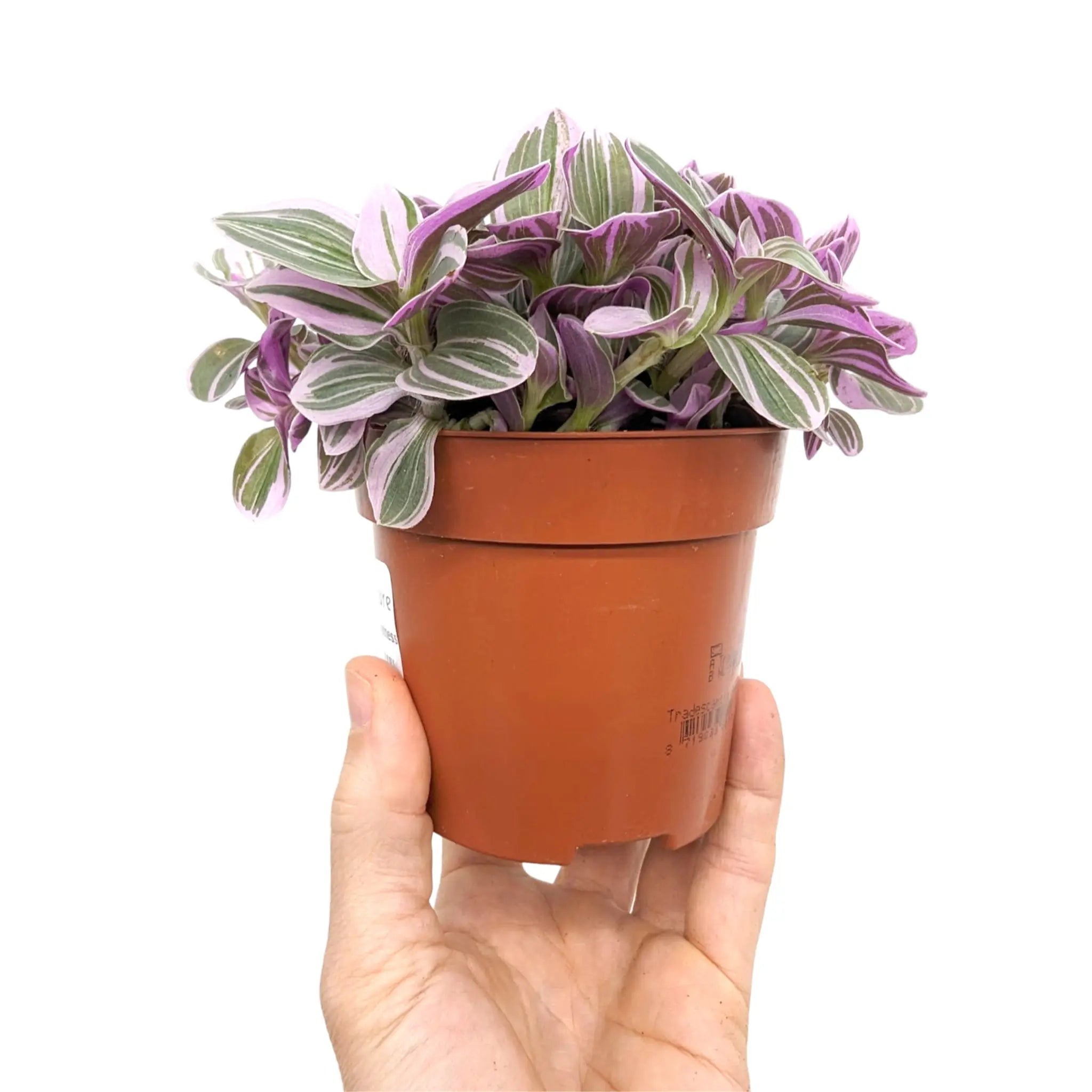 Tradescantia Sweetness Leaf Culture