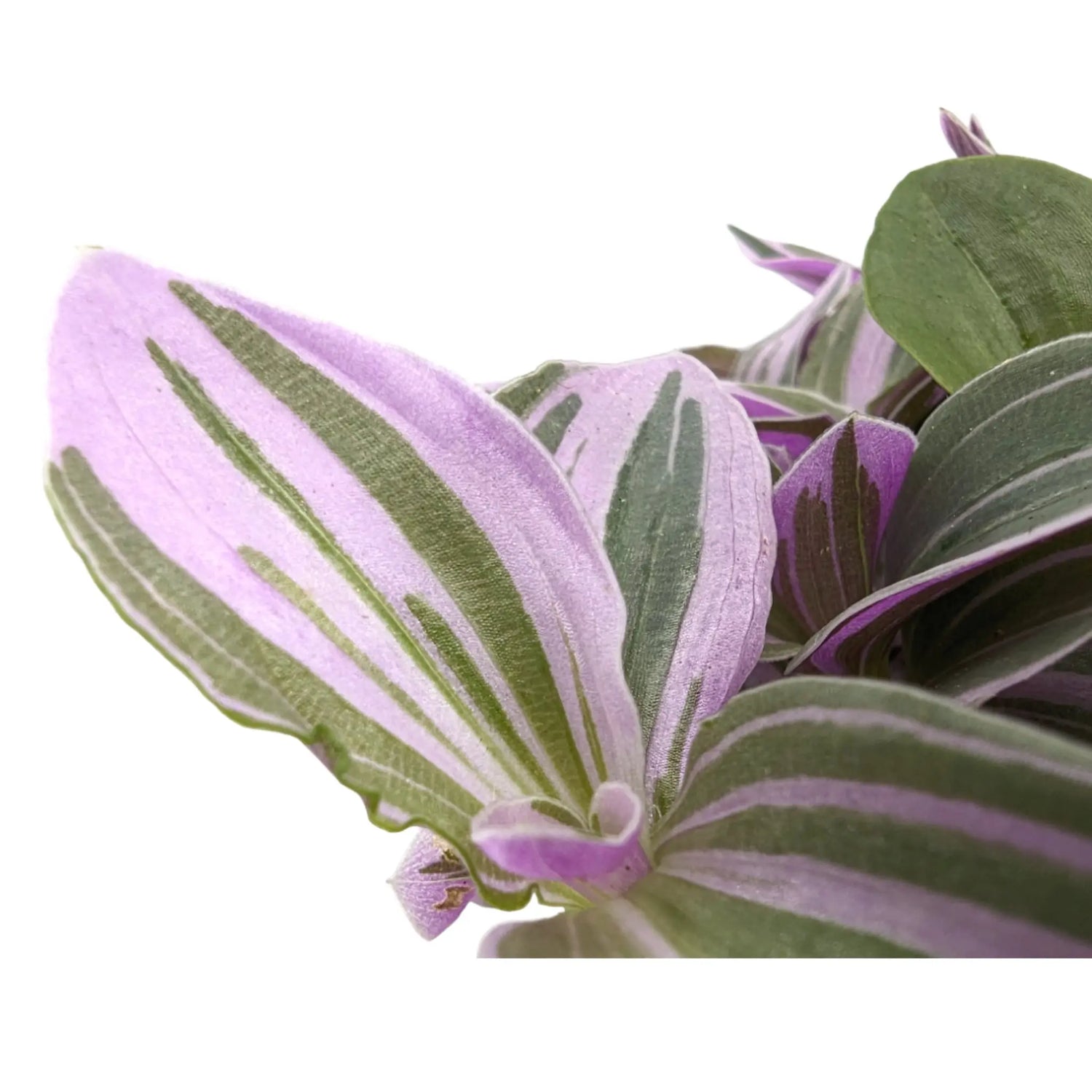 Tradescantia Sweetness Leaf Culture