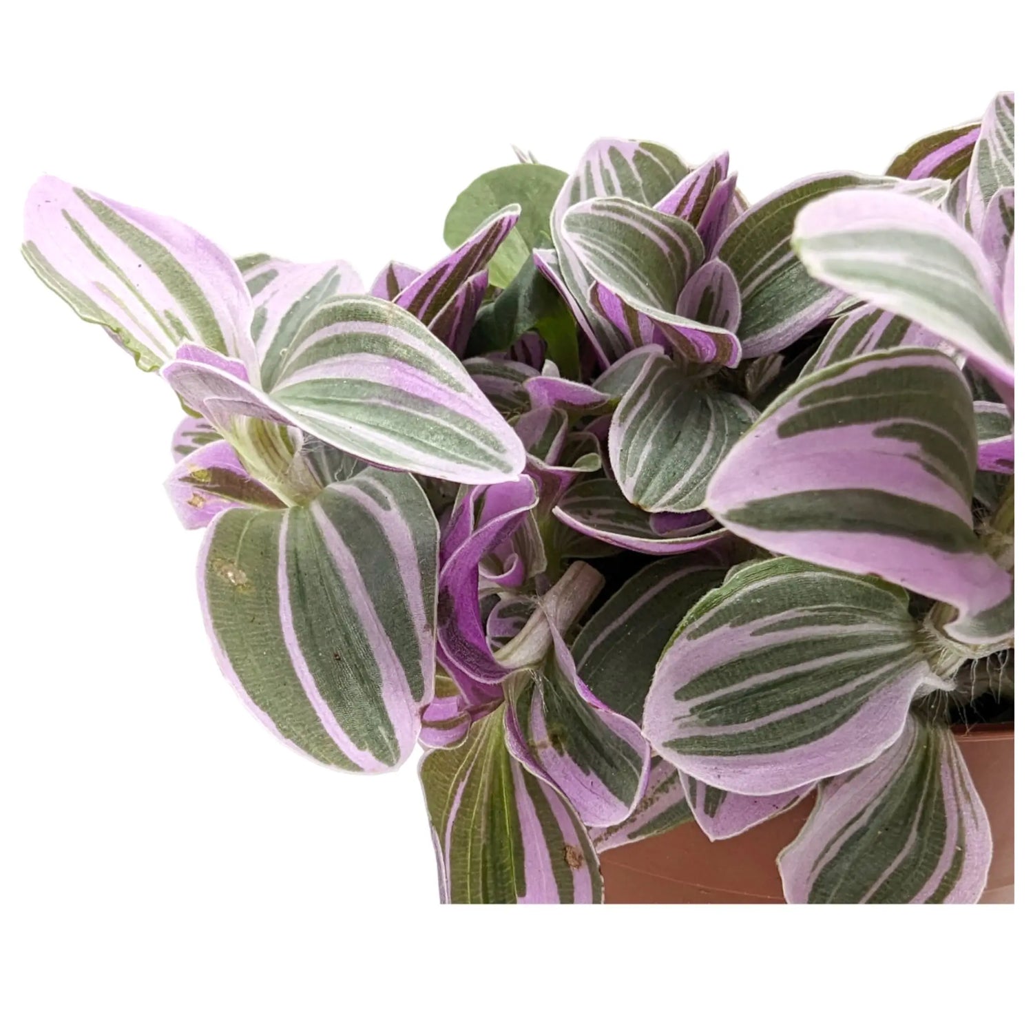 Tradescantia Sweetness Leaf Culture