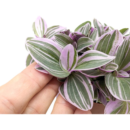 Tradescantia Sweetness Leaf Culture