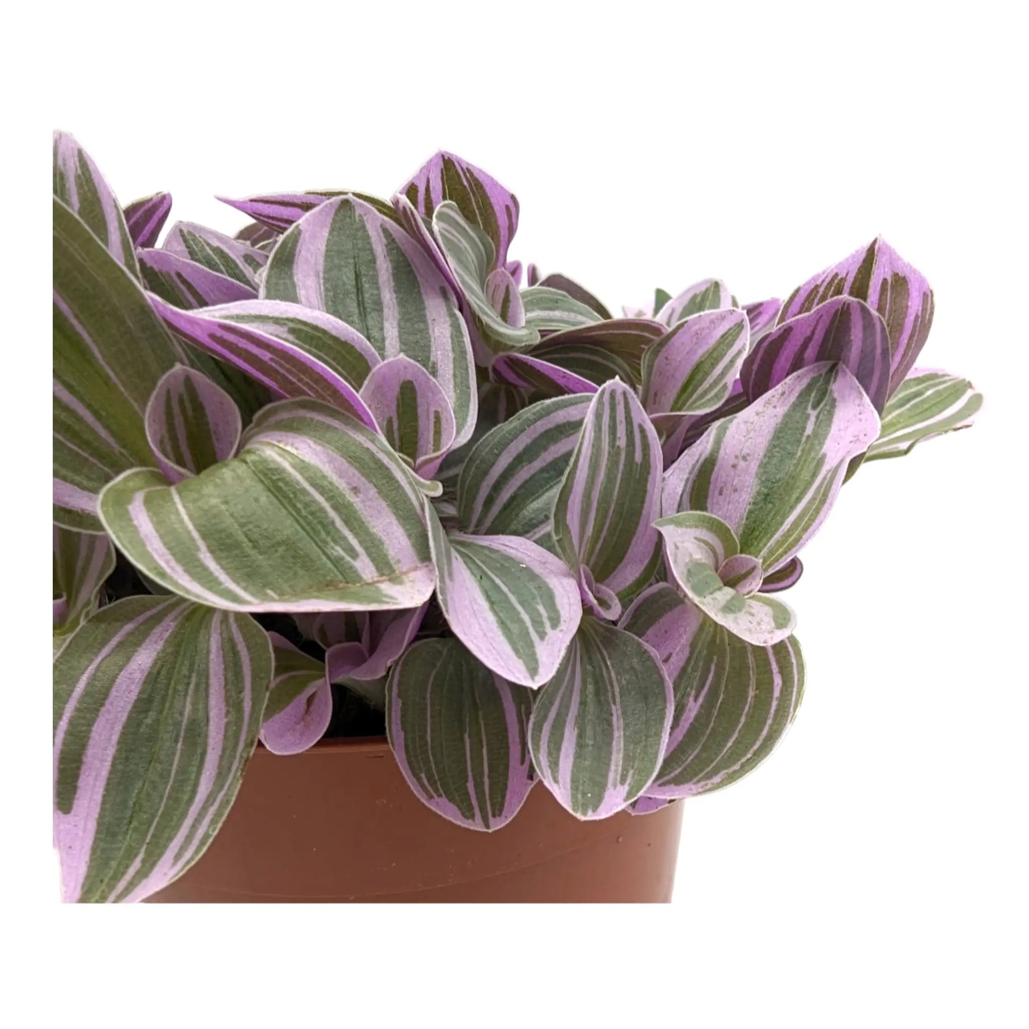 Tradescantia Sweetness Leaf Culture