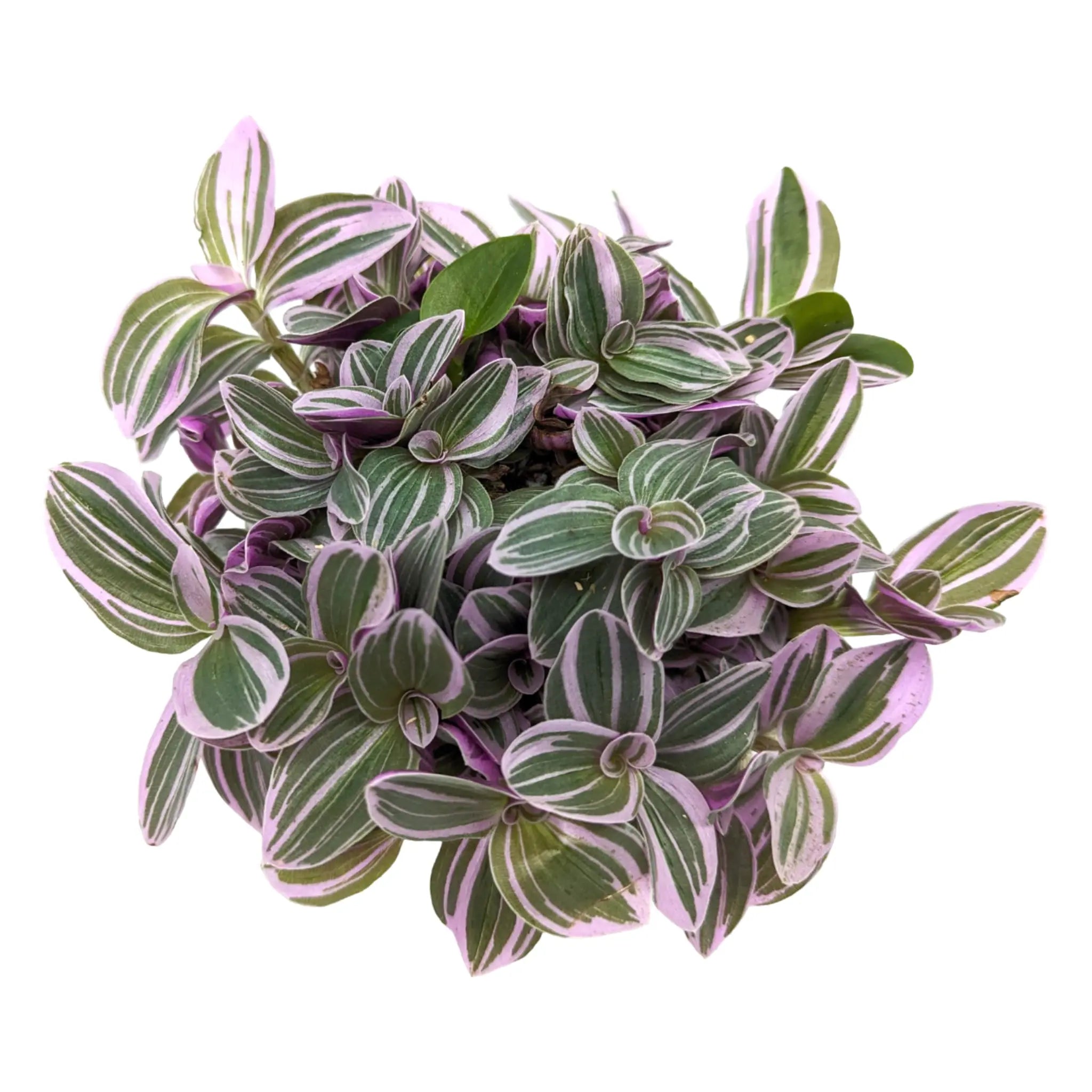 Tradescantia Sweetness Leaf Culture