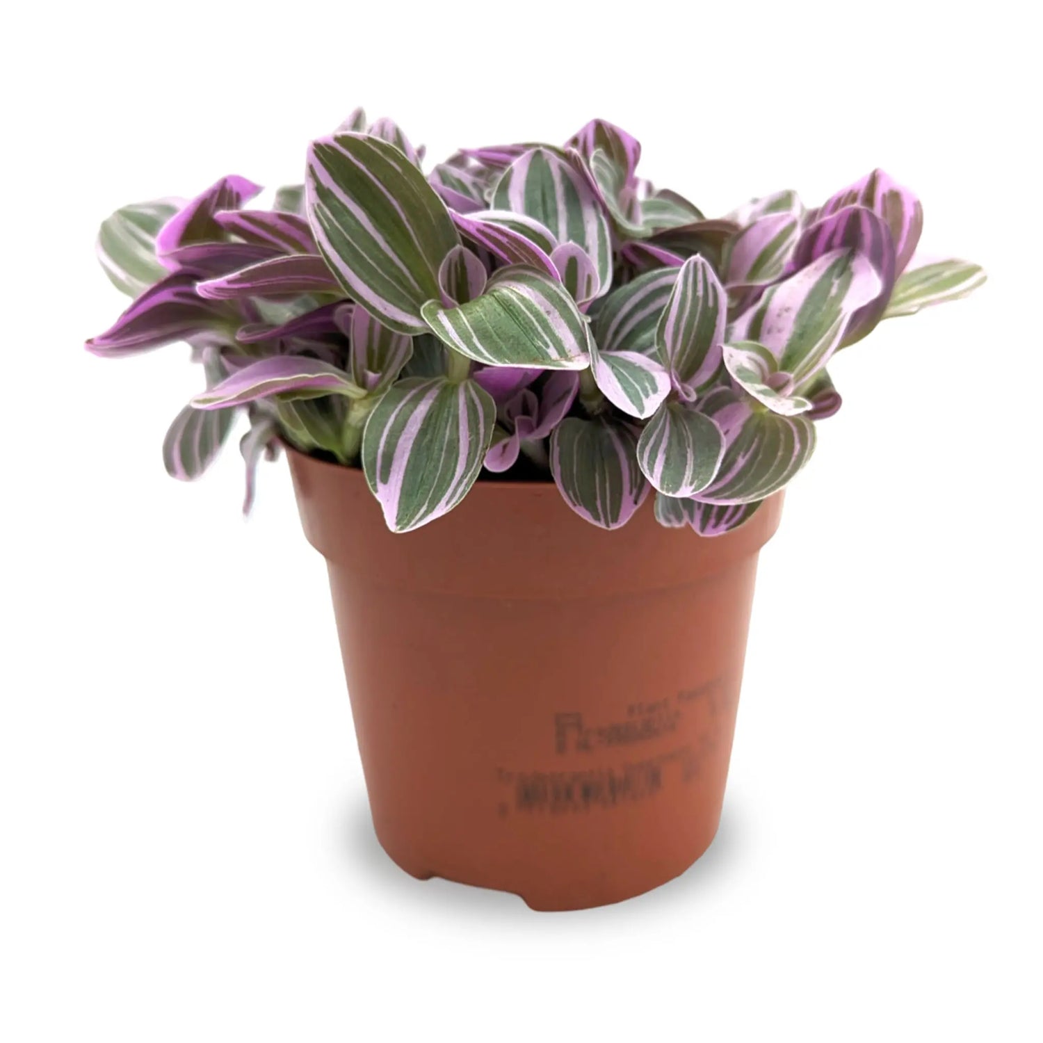 Tradescantia Sweetness Leaf Culture