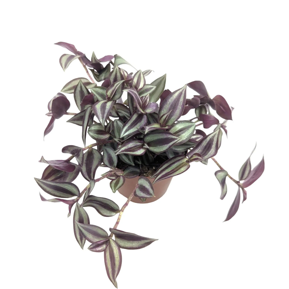 Tradescantia Violet Hill_2_thumb