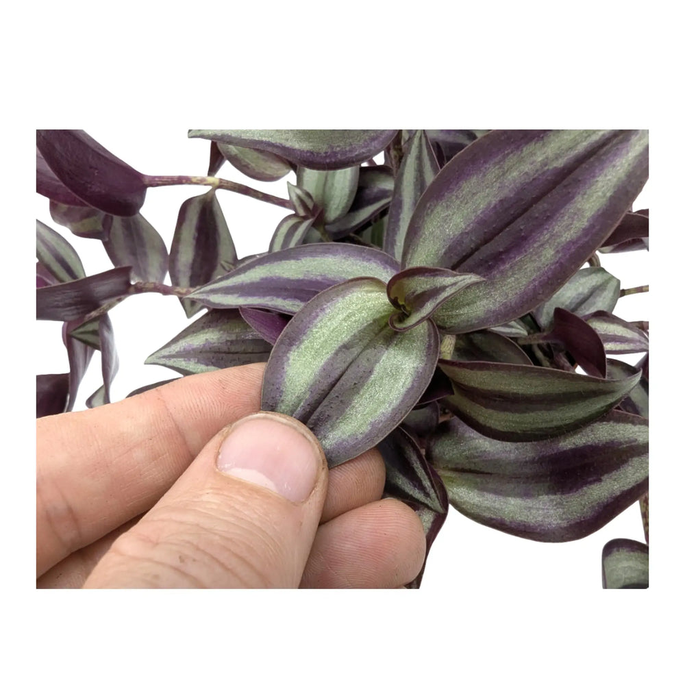 Tradescantia Violet Hill_5_thumb