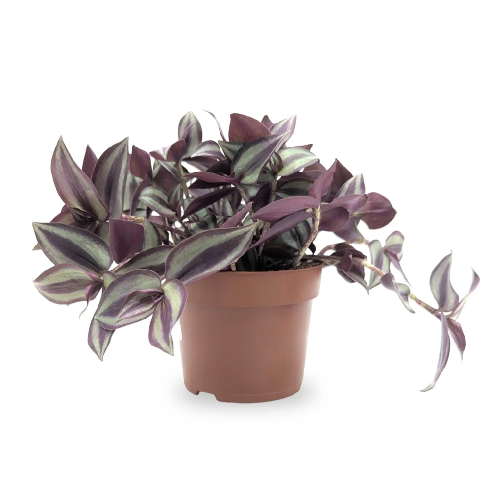 Tradescantia Violet Hill_1_thumb