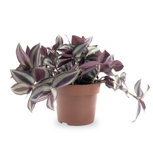 Tradescantia Violet Hill Leaf Culture