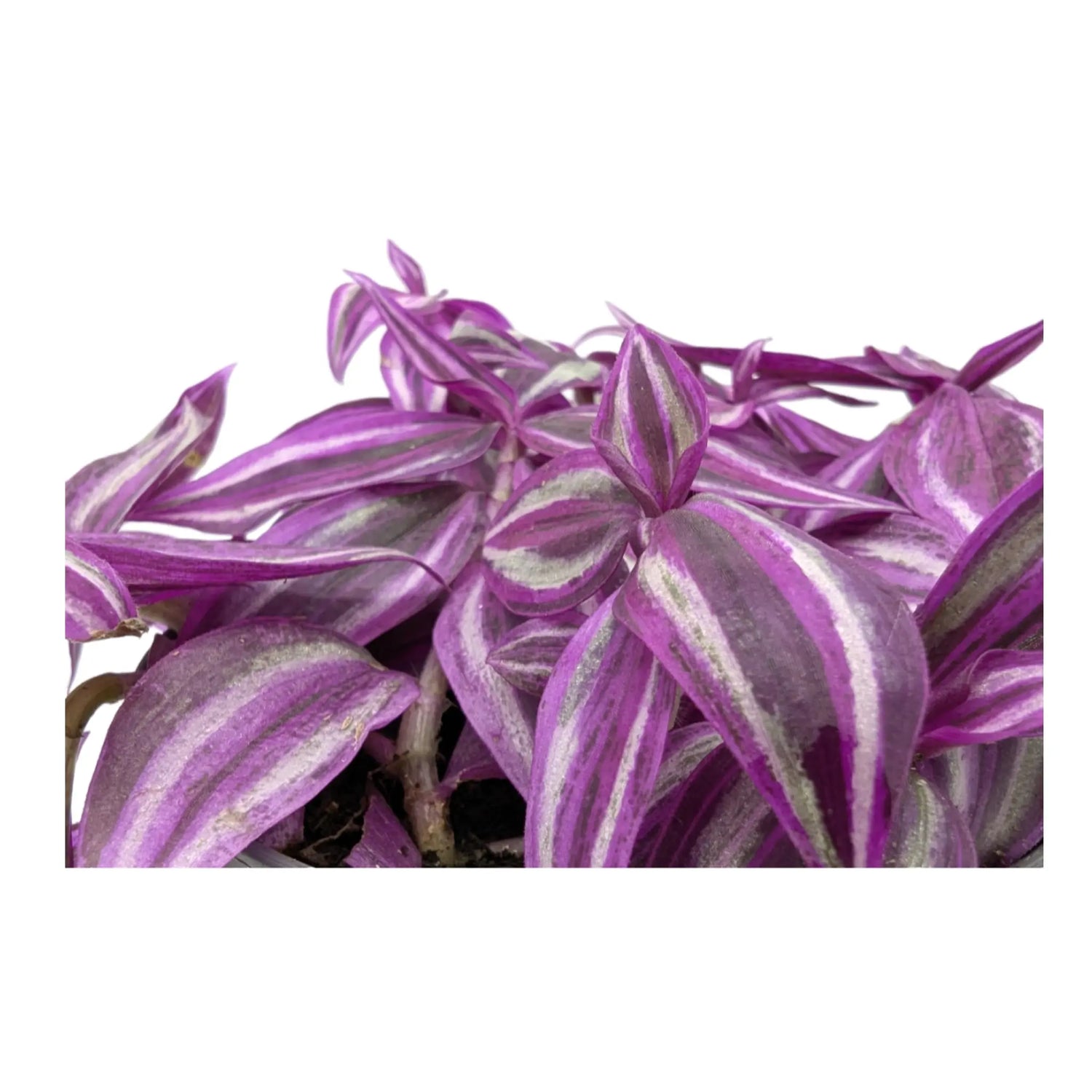 Tradescantia fluminensis Pink Paradise Leaf Culture