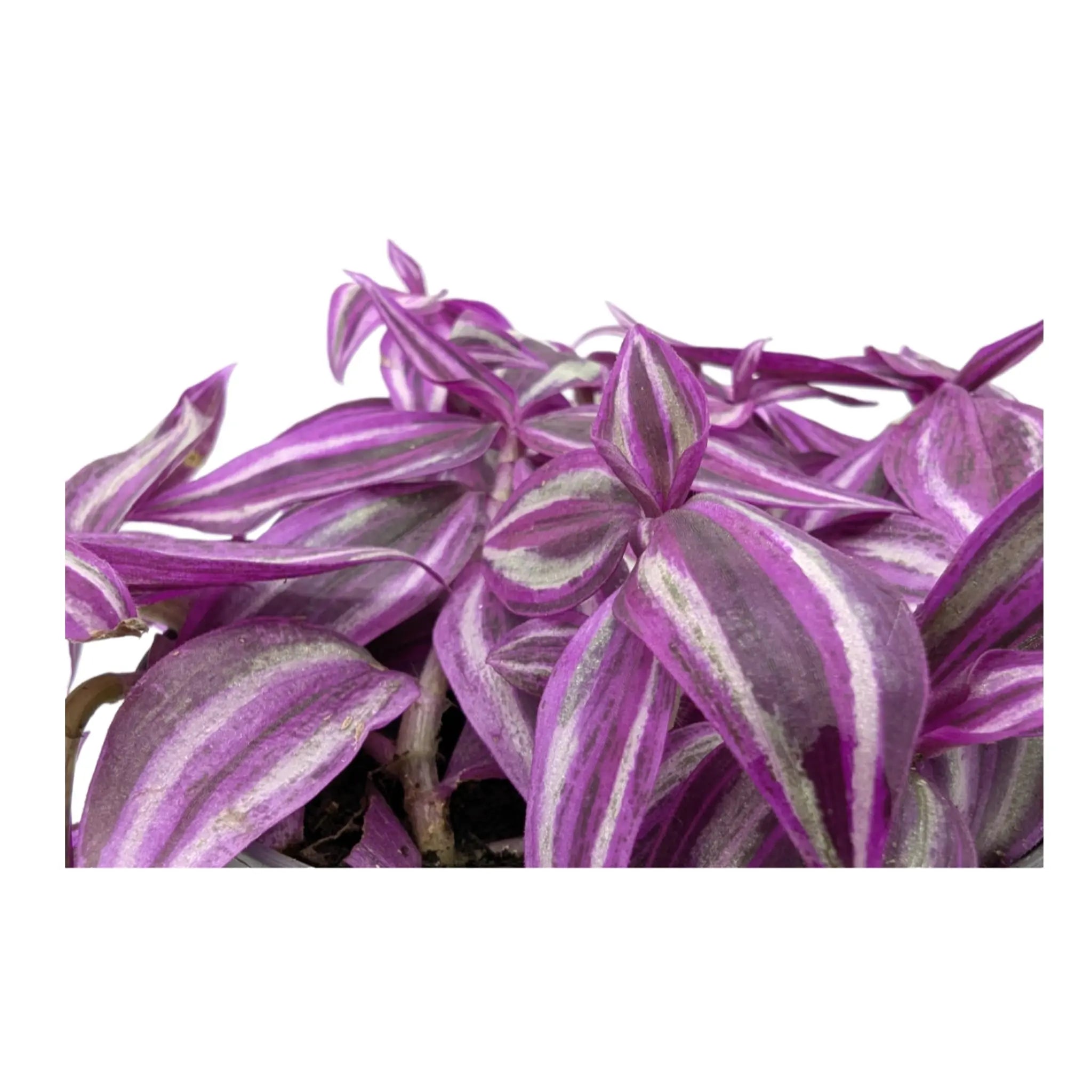 Tradescantia fluminensis Pink Paradise Leaf Culture