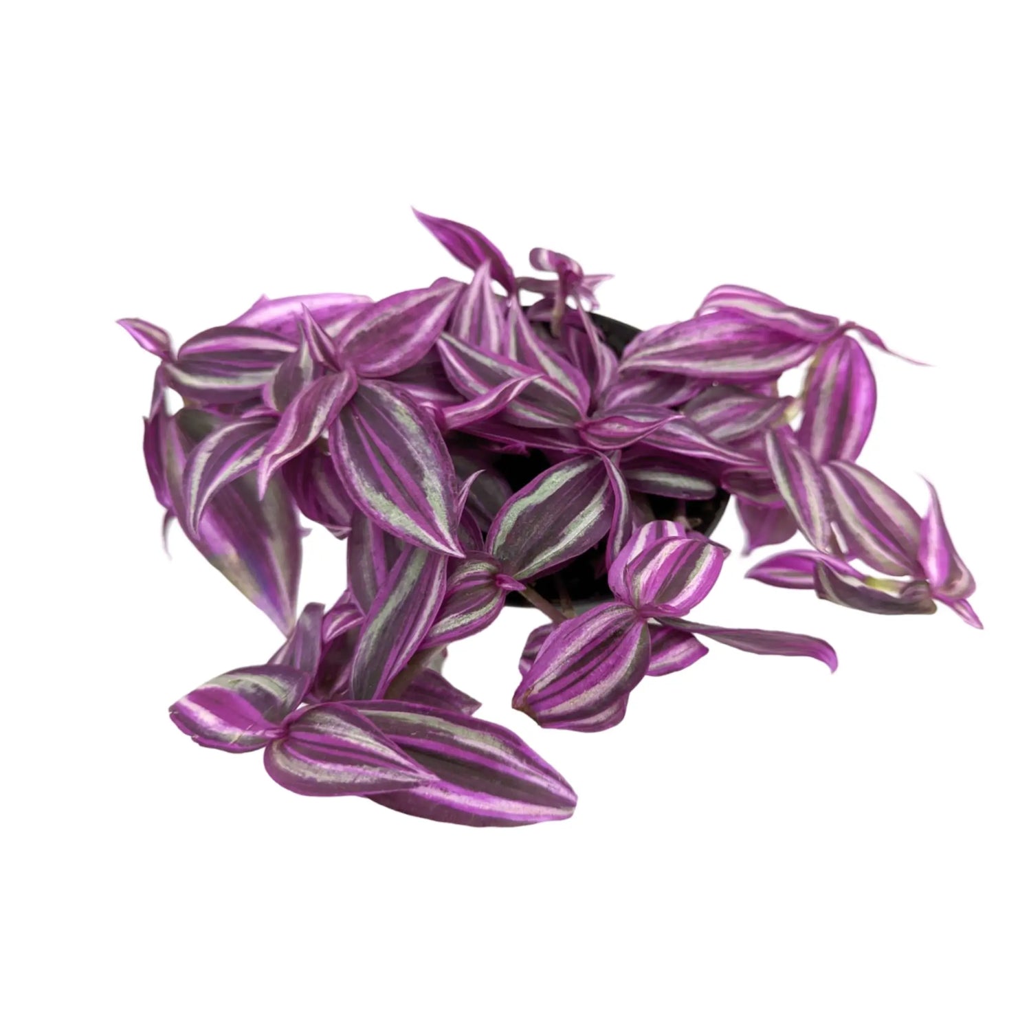 Tradescantia fluminensis Pink Paradise Leaf Culture