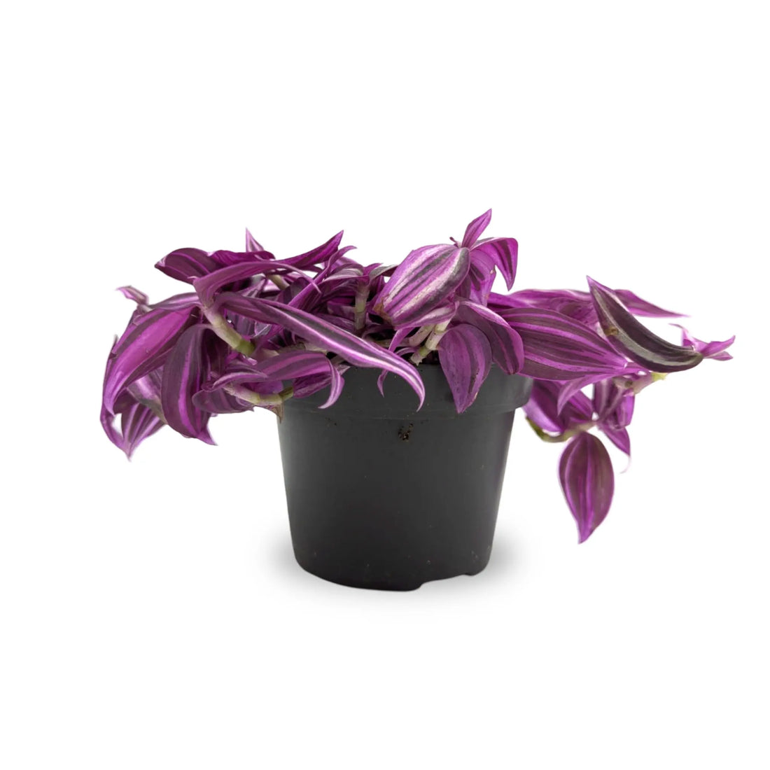 Tradescantia fluminensis Pink Paradise Leaf Culture