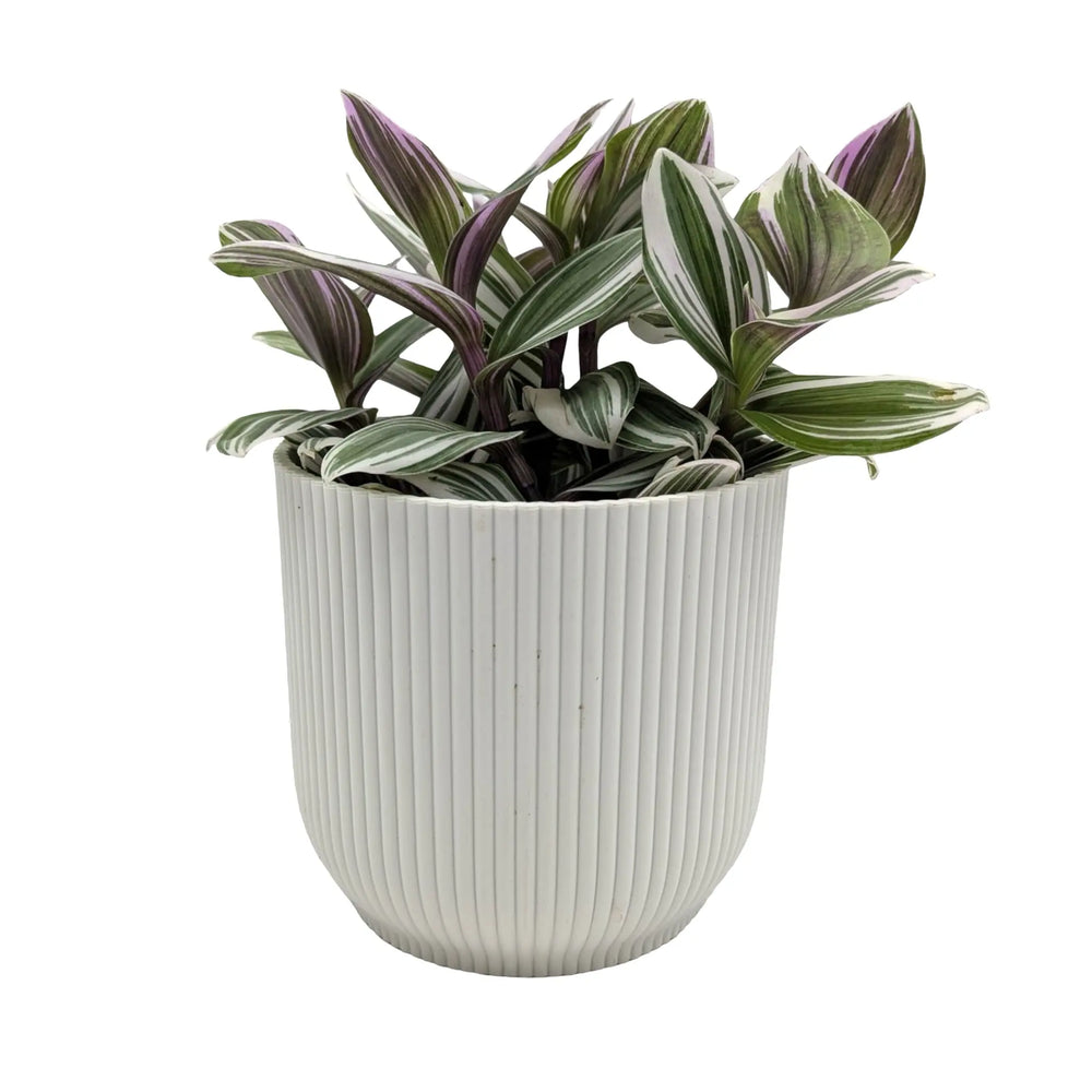 Tradescantia fluminensis ‘Tricolour’ | Pink White & Green Trailing Plant_3_main