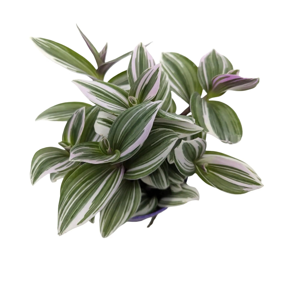 Tradescantia fluminensis ‘Tricolour’ | Pink White & Green Trailing Plant_2_main