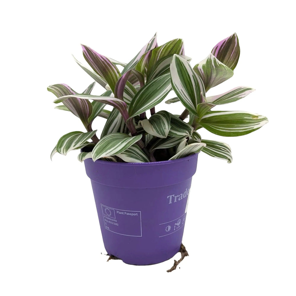 Tradescantia fluminensis ‘Tricolour’ | Pink White & Green Trailing Plant_1_main